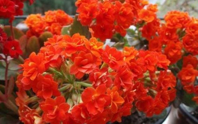 室内好养的花一年四季都开花的(六种漂亮花开花在冬天) 室内好养的花一年四季都开花的 六种漂亮花开花在冬天