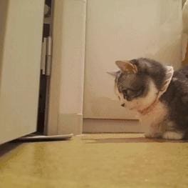 猫咪的哪些行为是想引起你的注意(猫咪最没教养的行为) 猫咪的哪些行为是想引起你的注意 猫咪最没教养的行为