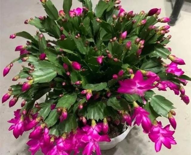 室内好养的花一年四季都开花的(六种漂亮花开花在冬天) 室内好养的花一年四季都开花的 六种漂亮花开花在冬天