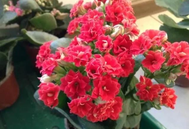 室内好养的花一年四季都开花的(六种漂亮花开花在冬天) 室内好养的花一年四季都开花的 六种漂亮花开花在冬天