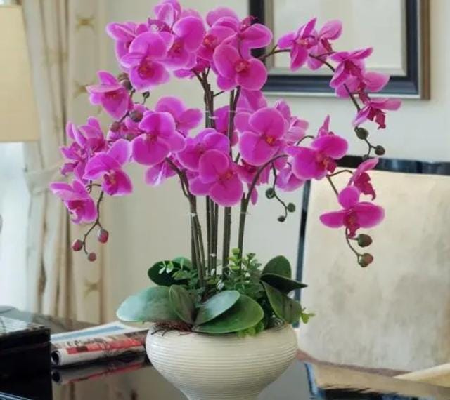 室内好养的花一年四季都开花的(六种漂亮花开花在冬天) 室内好养的花一年四季都开花的 六种漂亮花开花在冬天