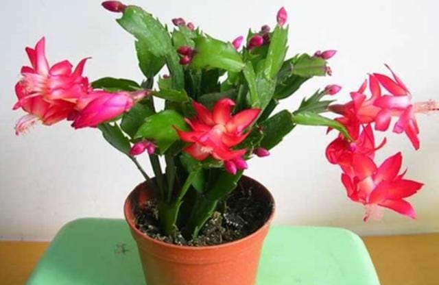 室内好养的花一年四季都开花的(六种漂亮花开花在冬天) 室内好养的花一年四季都开花的 六种漂亮花开花在冬天