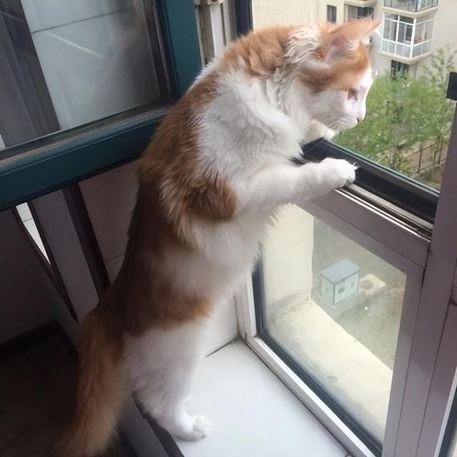 养猫要加温保暖吗(别再这样养猫了) 养猫要加温保暖吗 别再这样养猫了