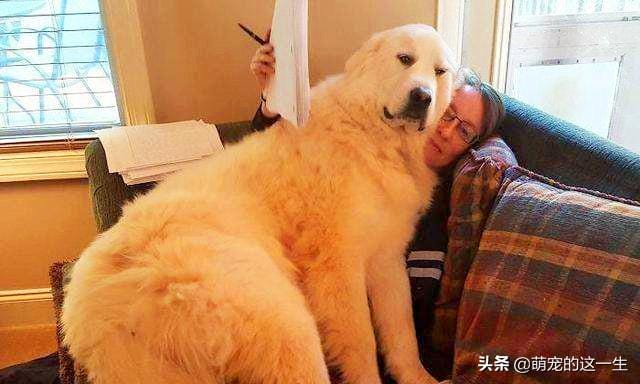 怎么看狗对你喜不喜欢(想知道你家狗有多爱你吗) 怎么看狗对你喜不喜欢 想知道你家狗有多爱你吗