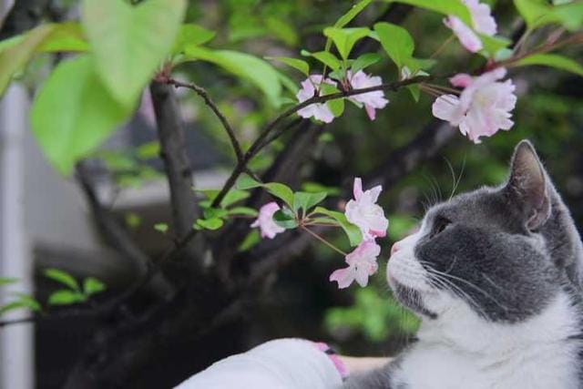 养猫要加温保暖吗(别再这样养猫了) 养猫要加温保暖吗 别再这样养猫了