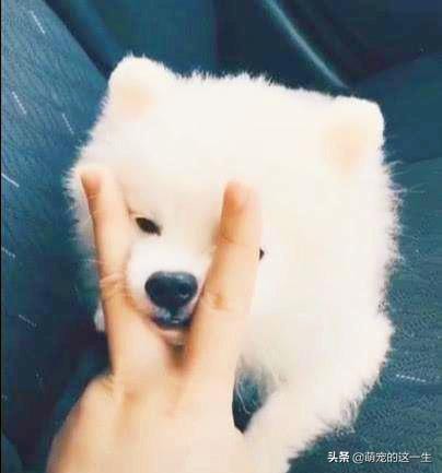 怎么看狗对你喜不喜欢(想知道你家狗有多爱你吗) 怎么看狗对你喜不喜欢 想知道你家狗有多爱你吗