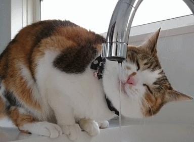 养猫要加温保暖吗(别再这样养猫了) 养猫要加温保暖吗 别再这样养猫了