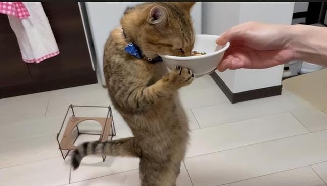 养猫要加温保暖吗(别再这样养猫了) 养猫要加温保暖吗 别再这样养猫了