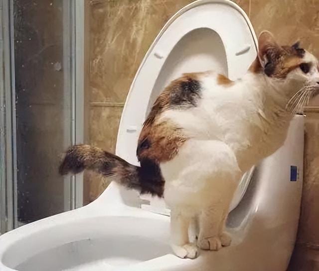 养猫要加温保暖吗(别再这样养猫了) 养猫要加温保暖吗 别再这样养猫了