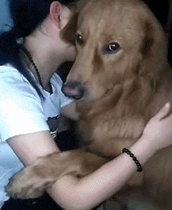 有这些表现说明你很喜欢狗狗(这些亲密动作狗狗做得越多) 有这些表现说明你很喜欢狗狗 这些亲密动作狗狗做得越多