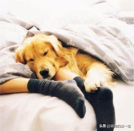 怎么看狗对你喜不喜欢(想知道你家狗有多爱你吗) 怎么看狗对你喜不喜欢 想知道你家狗有多爱你吗