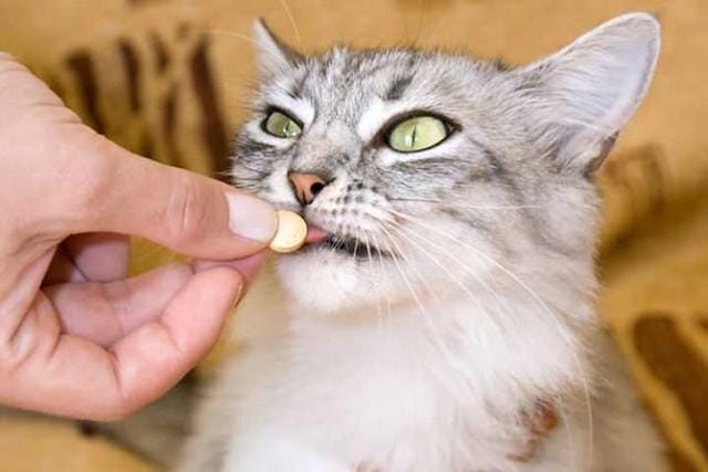 养猫要加温保暖吗(别再这样养猫了) 养猫要加温保暖吗 别再这样养猫了