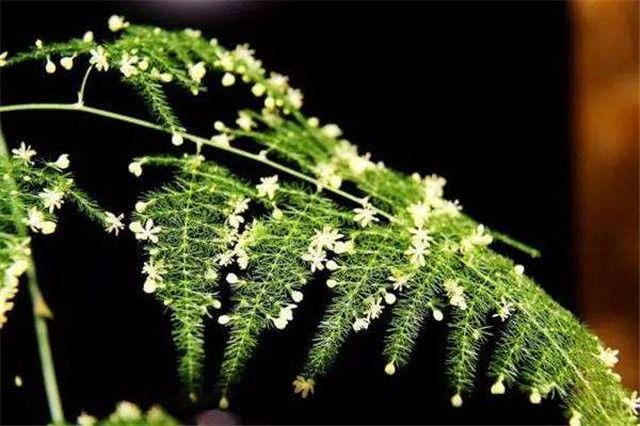 请问文竹怎么养才能开花(在文竹里面加点了) 请问文竹怎么养才能开花 在文竹里面加点了
