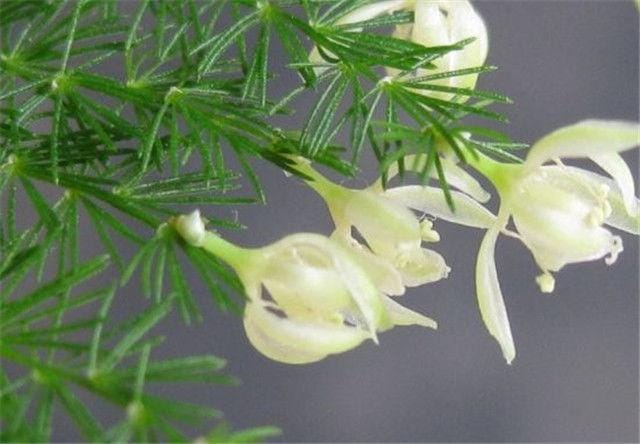 请问文竹怎么养才能开花(在文竹里面加点了) 请问文竹怎么养才能开花 在文竹里面加点了