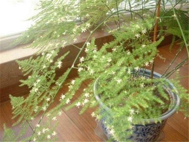 请问文竹怎么养才能开花(在文竹里面加点了) 请问文竹怎么养才能开花 在文竹里面加点了