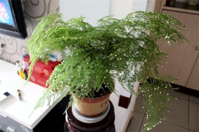 请问文竹怎么养才能开花(在文竹里面加点了) 请问文竹怎么养才能开花 在文竹里面加点了