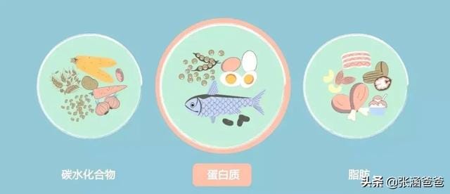 减肥一餐吃多少量就可以了(减肥时一天能吃多少) 减肥一餐吃多少量就可以了 减肥时一天能吃多少