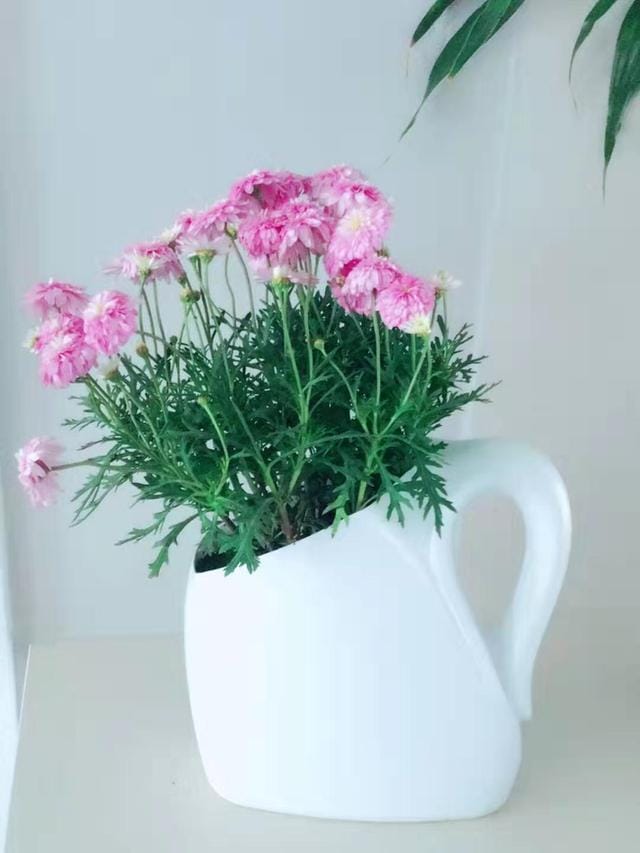 洗衣液桶做花盆图解图案(洗衣液桶别扔画条线剪2刀) 洗衣液桶做花盆图解图案 洗衣液桶别扔画条线剪2刀
