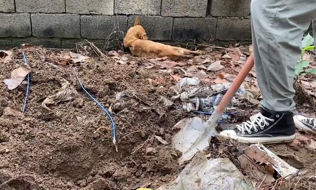 这才是一只刚出生的小奶狗(在永远闭上眼睛的那一刻) 这才是一只刚出生的小奶狗 在永远闭上眼睛的那一刻