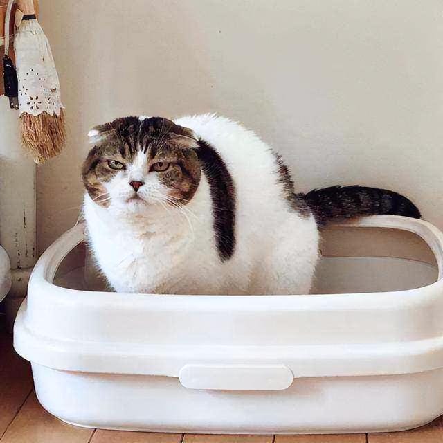 猫咪有这四种行为说明它非常爱你(猫咪被主人养得好) 猫咪有这四种行为说明它非常爱你 猫咪被主人养得好