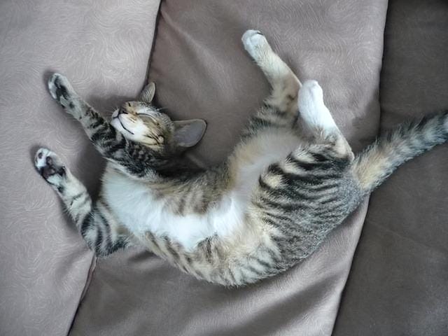 猫咪有这四种行为说明它非常爱你(猫咪被主人养得好) 猫咪有这四种行为说明它非常爱你 猫咪被主人养得好