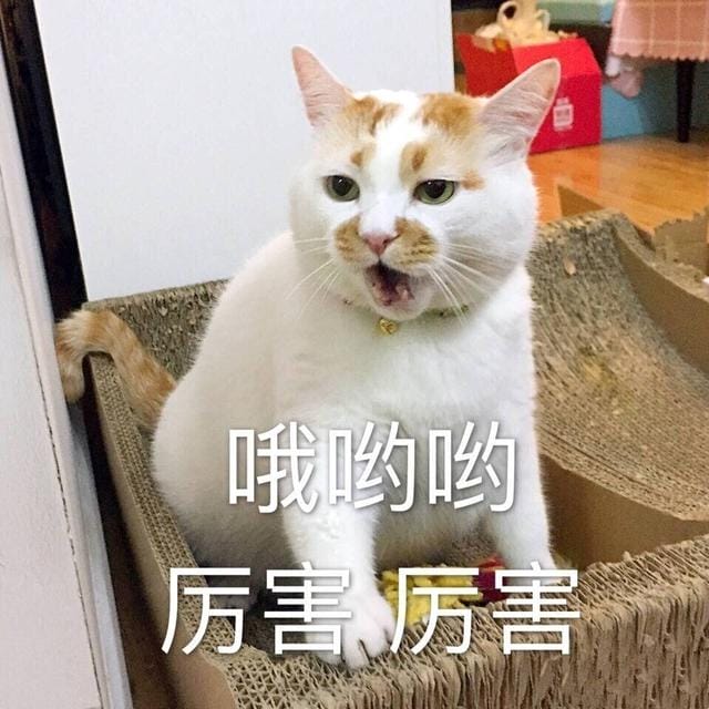 猫咪有这四种行为说明它非常爱你(猫咪被主人养得好) 猫咪有这四种行为说明它非常爱你 猫咪被主人养得好