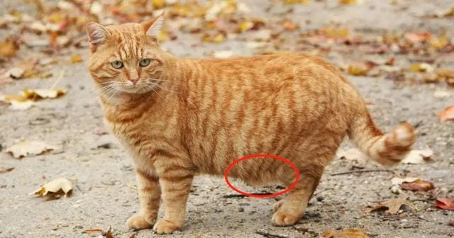 猫咪有这四种行为说明它非常爱你(猫咪被主人养得好) 猫咪有这四种行为说明它非常爱你 猫咪被主人养得好