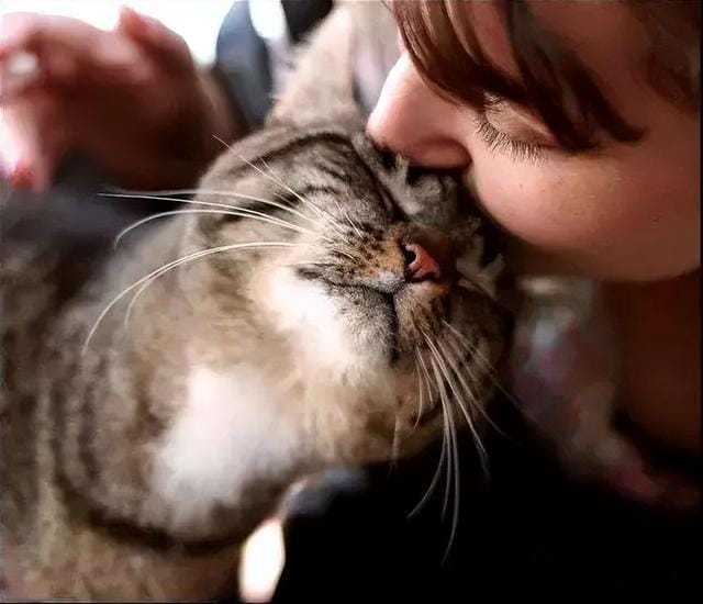 猫咪有这四种行为说明它非常爱你(猫咪被主人养得好) 猫咪有这四种行为说明它非常爱你 猫咪被主人养得好