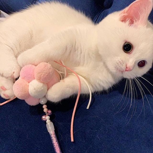 猫咪有这四种行为说明它非常爱你(猫咪被主人养得好) 猫咪有这四种行为说明它非常爱你 猫咪被主人养得好