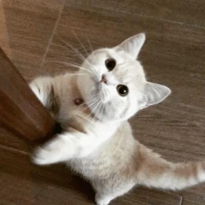 猫咪有这四种行为说明它非常爱你(猫咪被主人养得好) 猫咪有这四种行为说明它非常爱你 猫咪被主人养得好