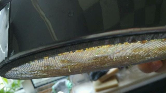 家庭制作大米糕的方法(排队2小时的南大门米糕) 家庭制作大米糕的方法 排队2小时的南大门米糕