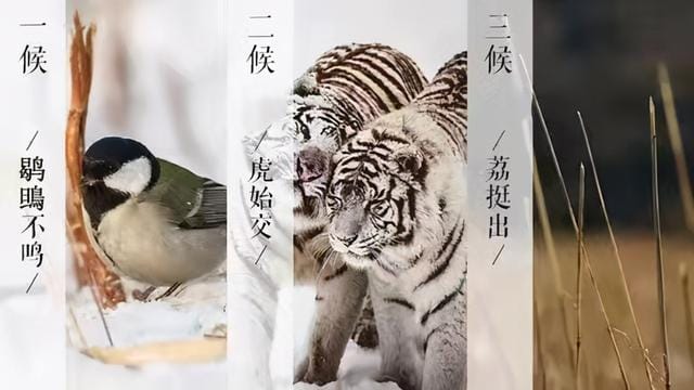 大雪节气早上出门的词语(大雪仲冬已至这些物候知识) 大雪节气早上出门的词语 大雪仲冬已至这些物候知识