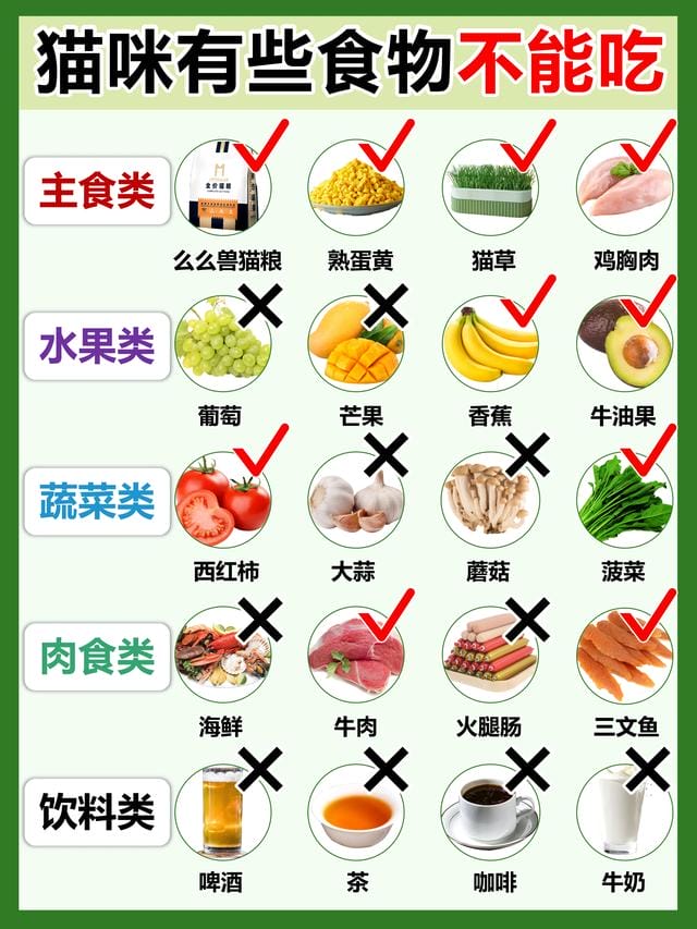 猫咪除了吃猫粮还吃些什么(猫咪除了吃猫粮) 猫咪除了吃猫粮还吃些什么 猫咪除了吃猫粮