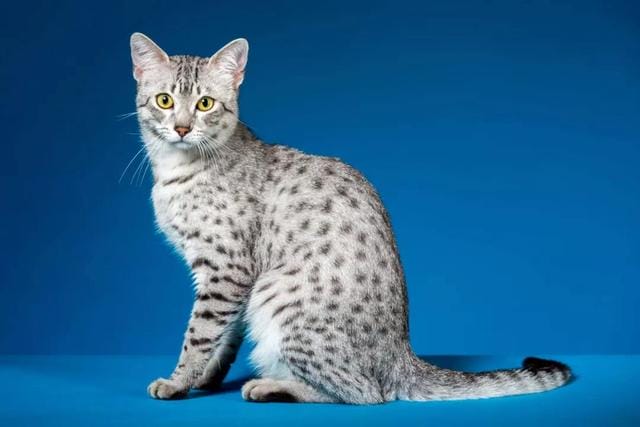 世界上寿命最长的猫能活多大岁数(寿命最长的10种猫) 世界上寿命最长的猫能活多大岁数 寿命最长的10种猫