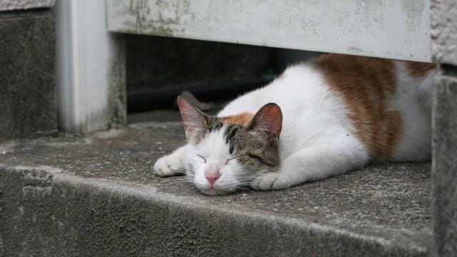 养猫养几个月猫才能活(猫可以活多久取决于你怎么养) 养猫养几个月猫才能活 猫可以活多久取决于你怎么养