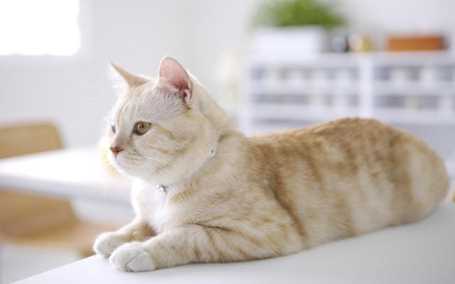养猫养几个月猫才能活(猫可以活多久取决于你怎么养) 养猫养几个月猫才能活 猫可以活多久取决于你怎么养