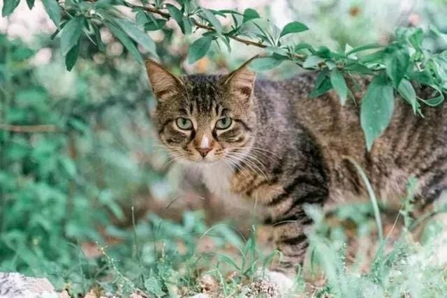 世界上寿命最长的猫能活多大岁数(寿命最长的10种猫) 世界上寿命最长的猫能活多大岁数 寿命最长的10种猫