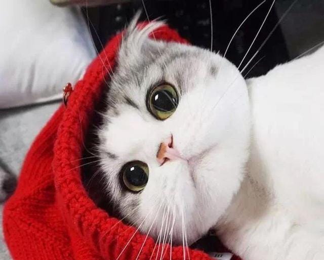 世界上寿命最长的猫能活多大岁数(寿命最长的10种猫) 世界上寿命最长的猫能活多大岁数 寿命最长的10种猫