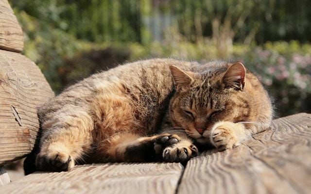 养猫养几个月猫才能活(猫可以活多久取决于你怎么养) 养猫养几个月猫才能活 猫可以活多久取决于你怎么养