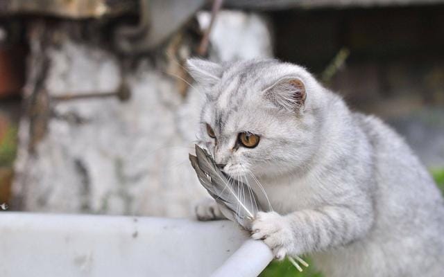 养猫养几个月猫才能活(猫可以活多久取决于你怎么养) 养猫养几个月猫才能活 猫可以活多久取决于你怎么养
