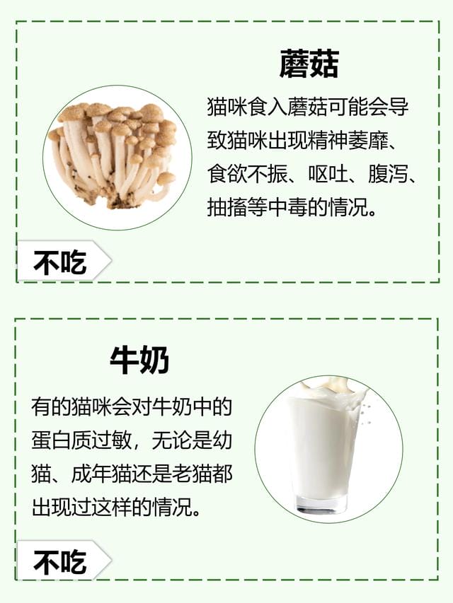 猫咪除了吃猫粮还吃些什么(猫咪除了吃猫粮) 猫咪除了吃猫粮还吃些什么 猫咪除了吃猫粮