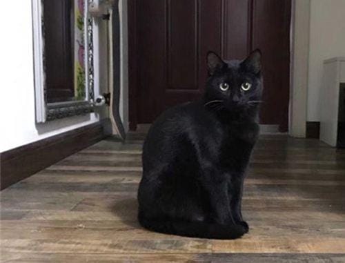 世界上寿命最长的猫能活多大岁数(寿命最长的10种猫) 世界上寿命最长的猫能活多大岁数 寿命最长的10种猫