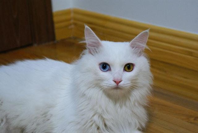 世界上寿命最长的猫能活多大岁数(寿命最长的10种猫) 世界上寿命最长的猫能活多大岁数 寿命最长的10种猫
