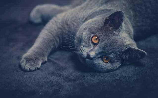 世界上寿命最长的猫能活多大岁数(寿命最长的10种猫) 世界上寿命最长的猫能活多大岁数 寿命最长的10种猫
