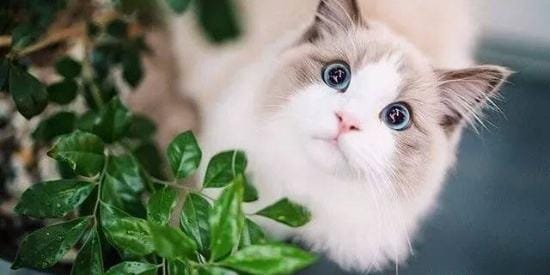 世界上寿命最长的猫能活多大岁数(寿命最长的10种猫) 世界上寿命最长的猫能活多大岁数 寿命最长的10种猫