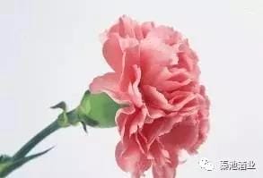 母亲节是怎么由来的呢 母亲节的由来和习俗
