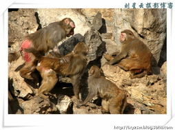 北京鹰山森林公园门票(丰台区鹰山森林公园在那)