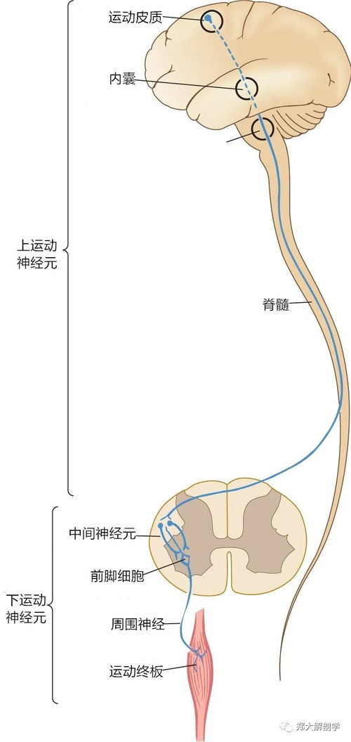 障碍运动(障碍运动项目)