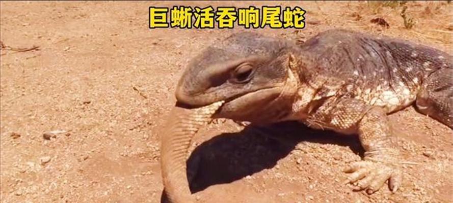 活吞蛇的危害与保护(揭示活吞蛇的残酷实践与保护生态环境的重要性)